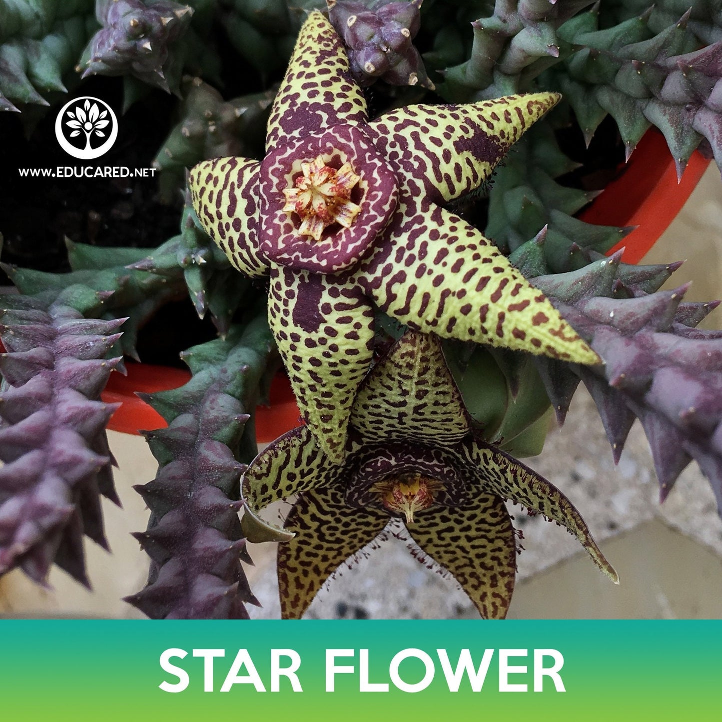 Star Flower Cactus Seeds, Orbea variegata