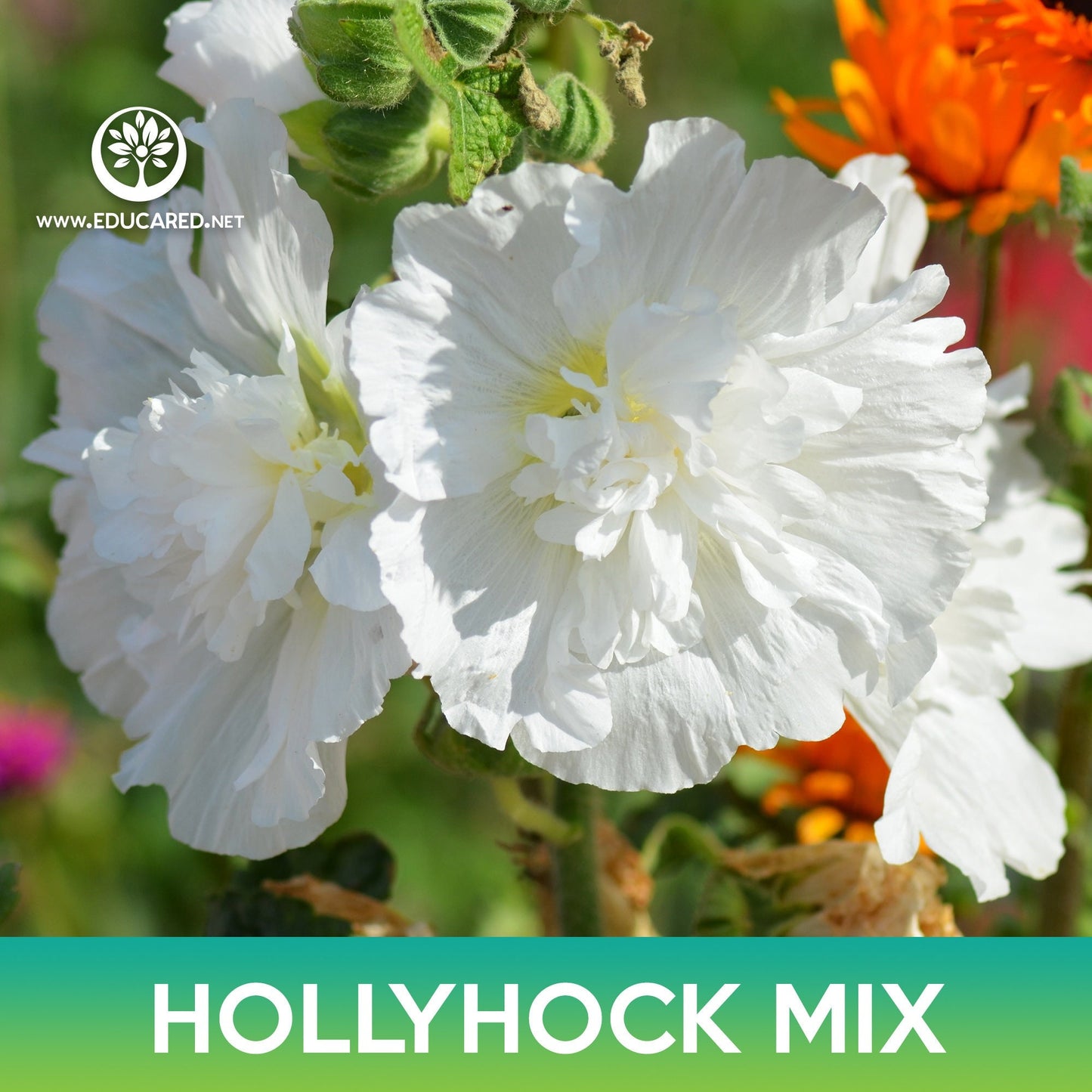 Hollyhock Flower Mix Seeds, Alcea rosea chater's double