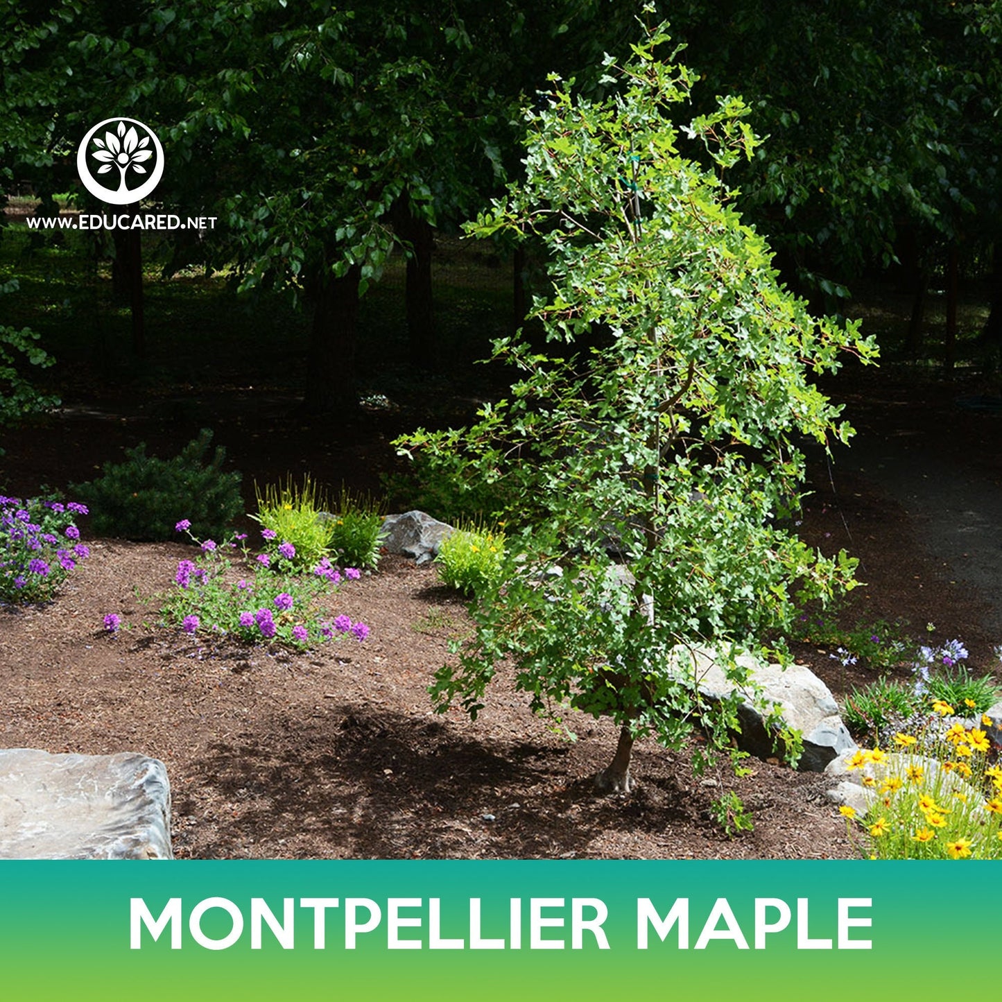 Montpellier Maple Seeds