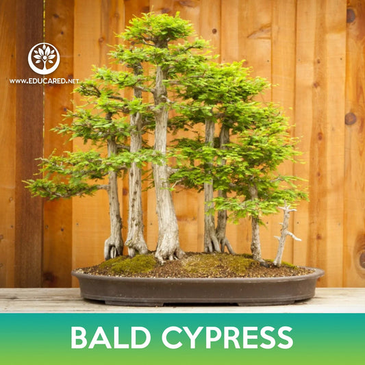 Bald Cypress Seeds, Swamp Cypress