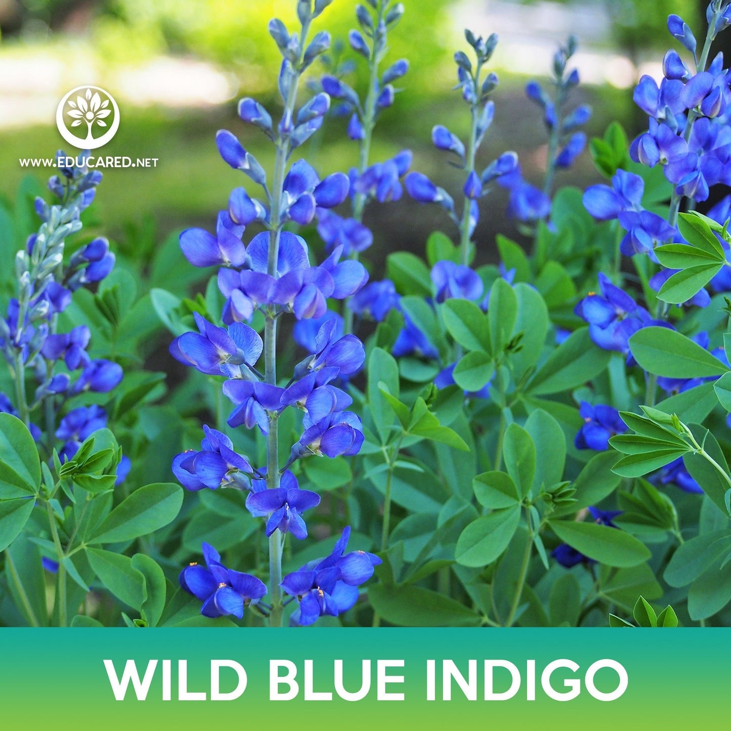 Wild Blue Indigo Flower Seeds, Blue False Indigo