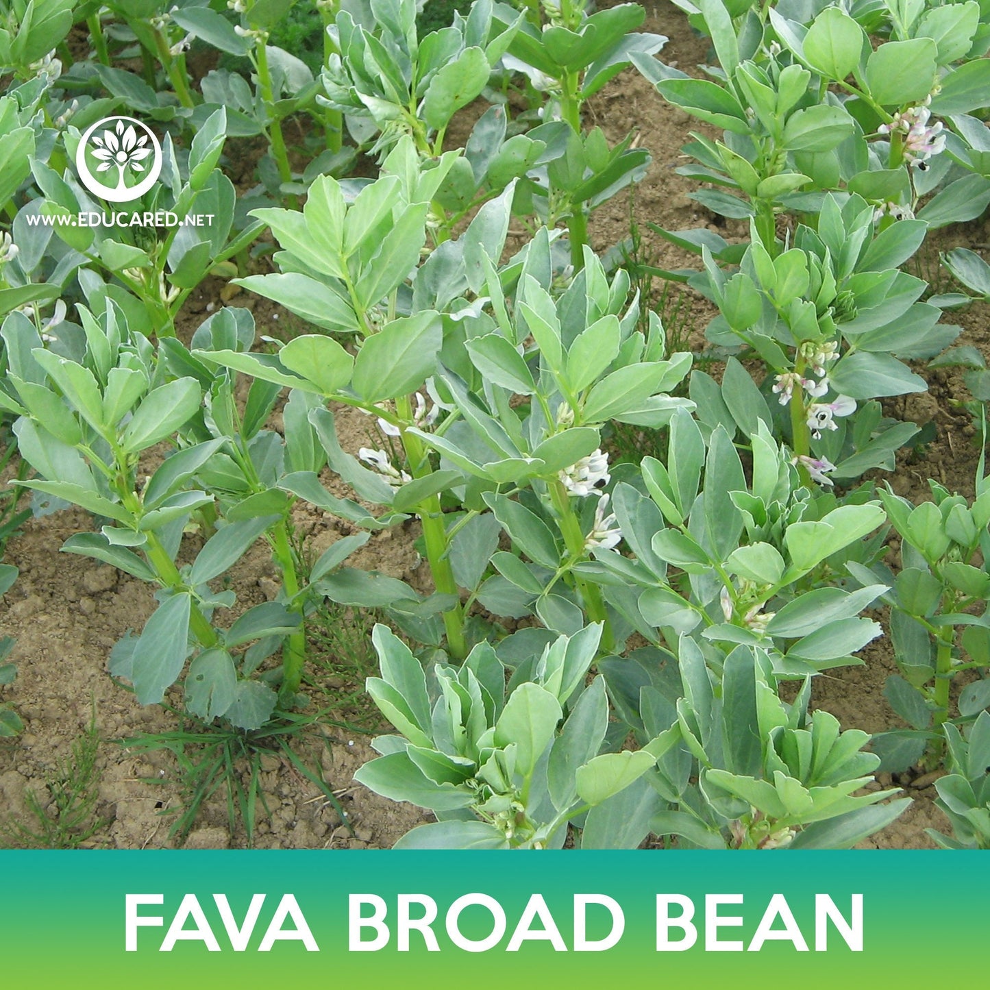 Fava Broad Bean Seeds