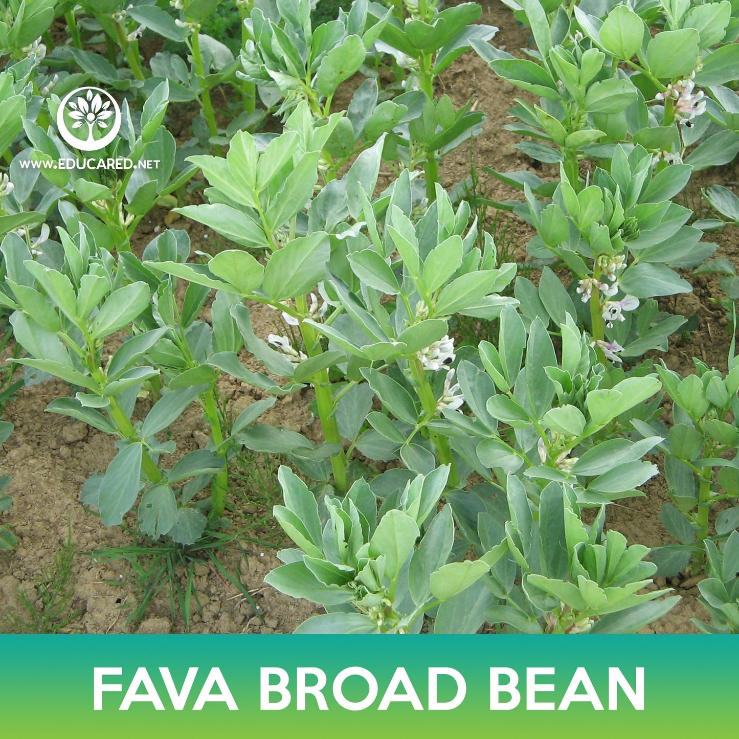 Fava Broad Bean Seeds, Vicia faba