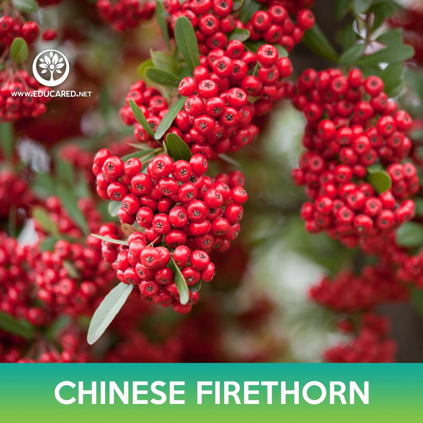 Chinese Firethorn Tree Seeds, Pyracantha fortuneana