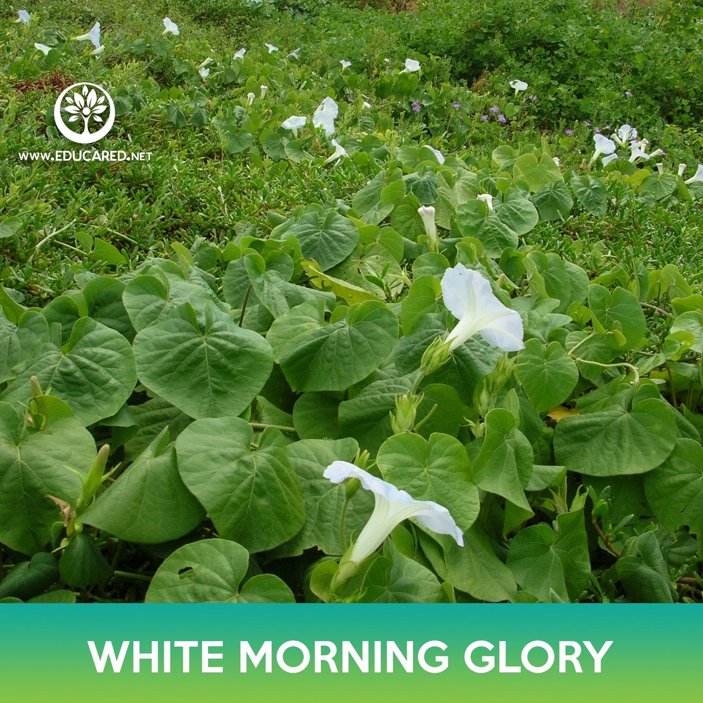 White Morning Glory Seeds, Moonflower