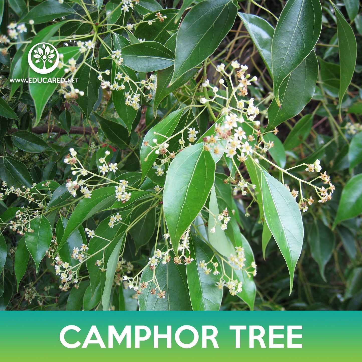 Camphor Tree Seeds, Camphora officinarum
