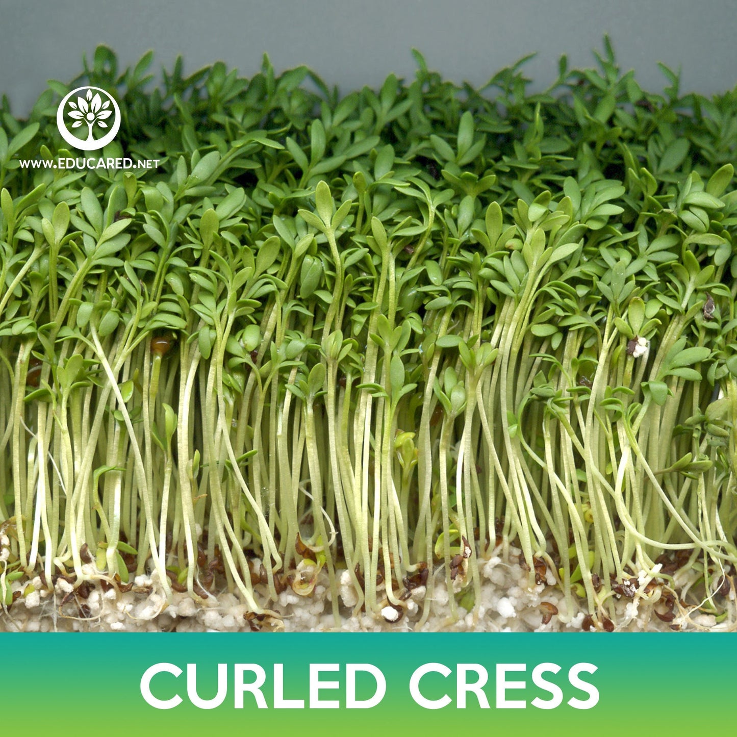 Curled Cress Seeds