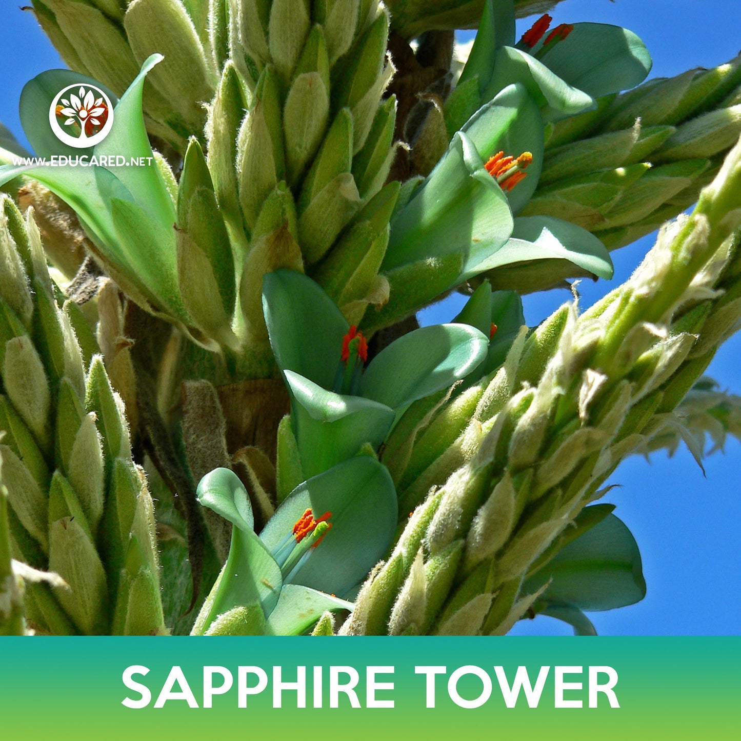 Puya Sapphire Tower Succulent Seeds, Puya alpestris, Mountain Puya