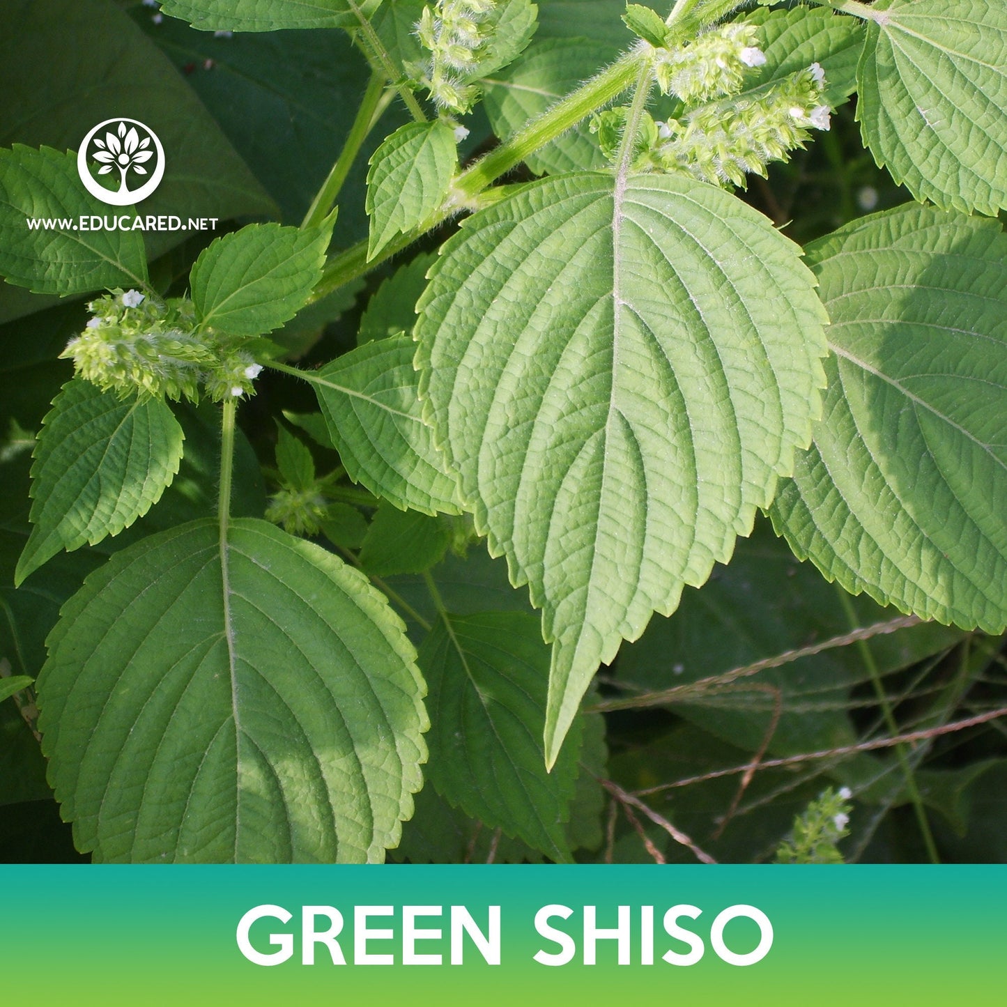 Green Shiso Seeds