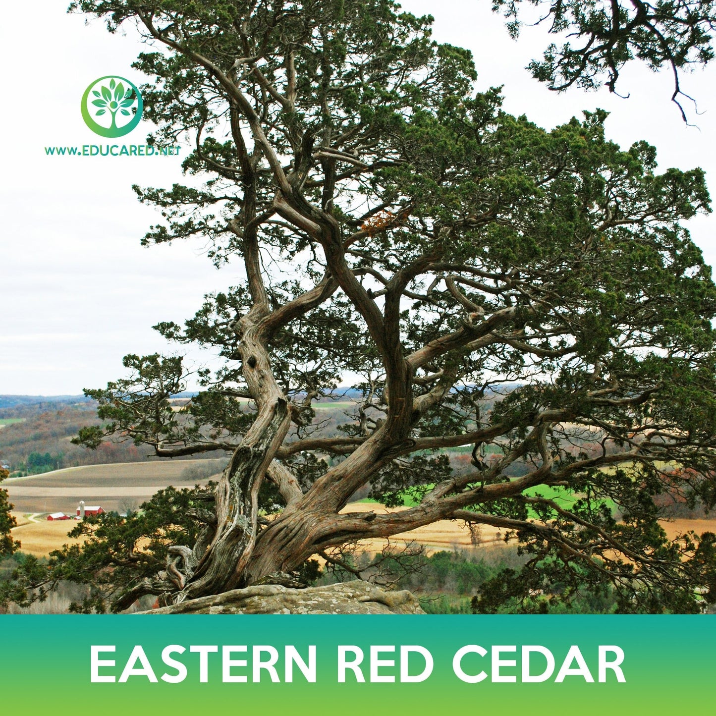 Eastern Red Cedar Seeds, Juniperus virginiana midwestern eco-type