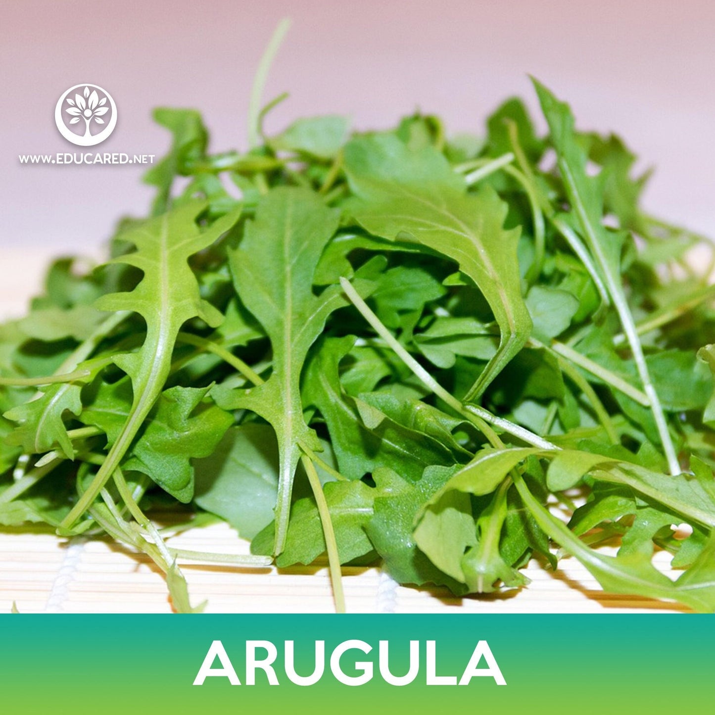 Arugula Seeds
