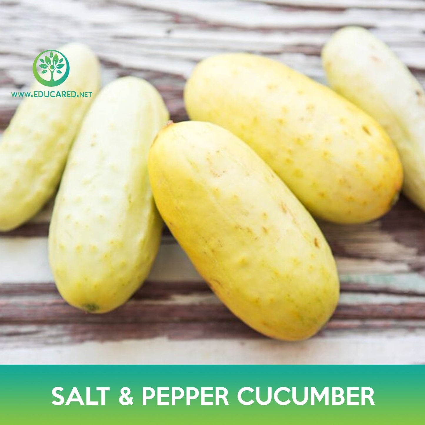 Salt and Pepper Cucumber Seeds