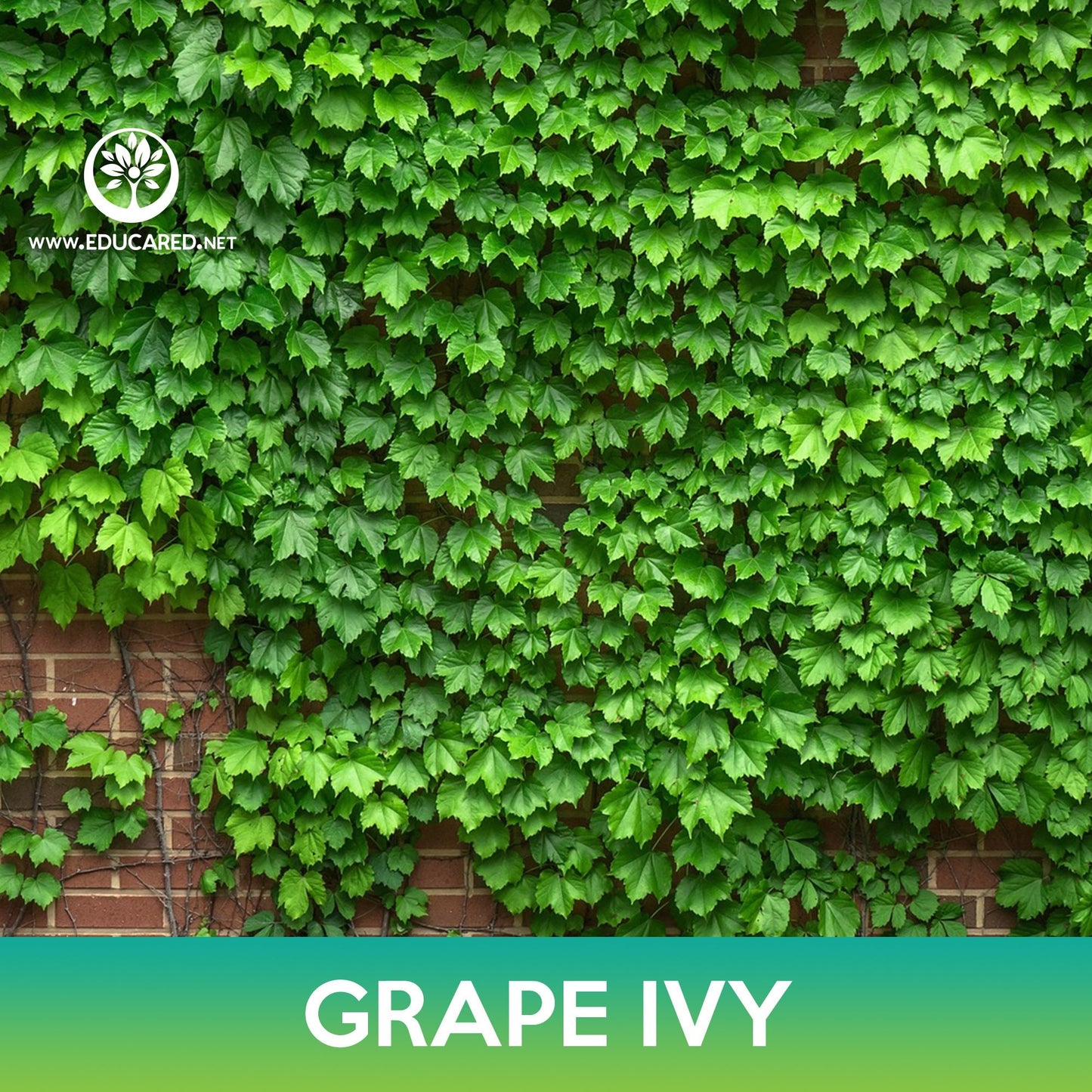 Grape Ivy Seeds, Boston Ivy