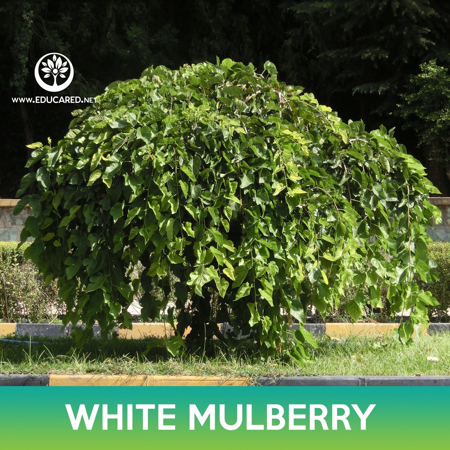 White Mulberry Seeds