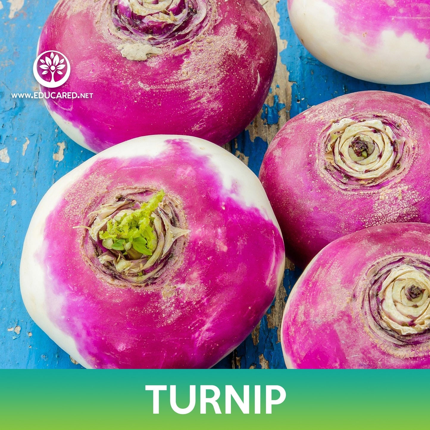 Turnip Seeds, Purple Top White Globe Turnip