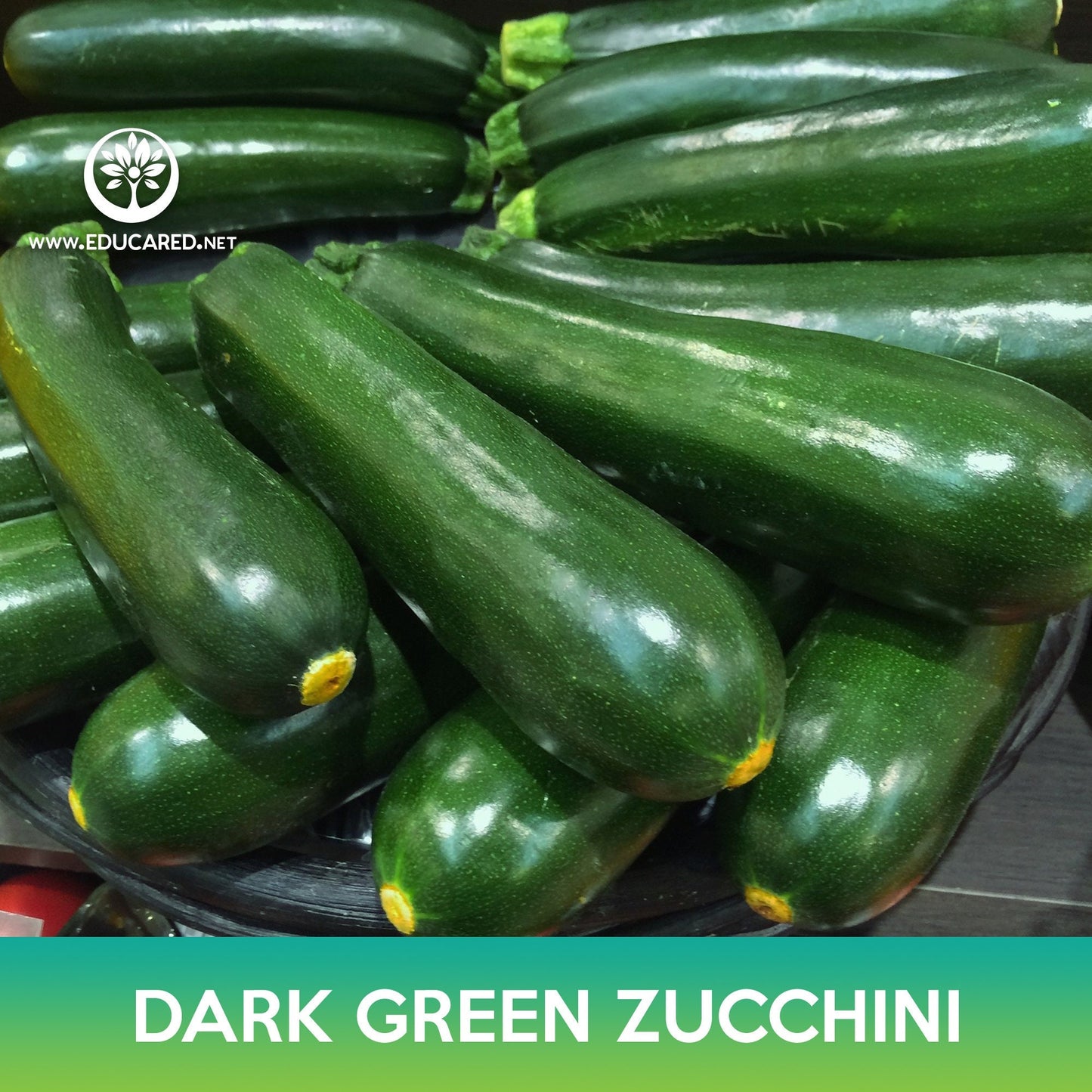 Dark Green Zucchini Seeds