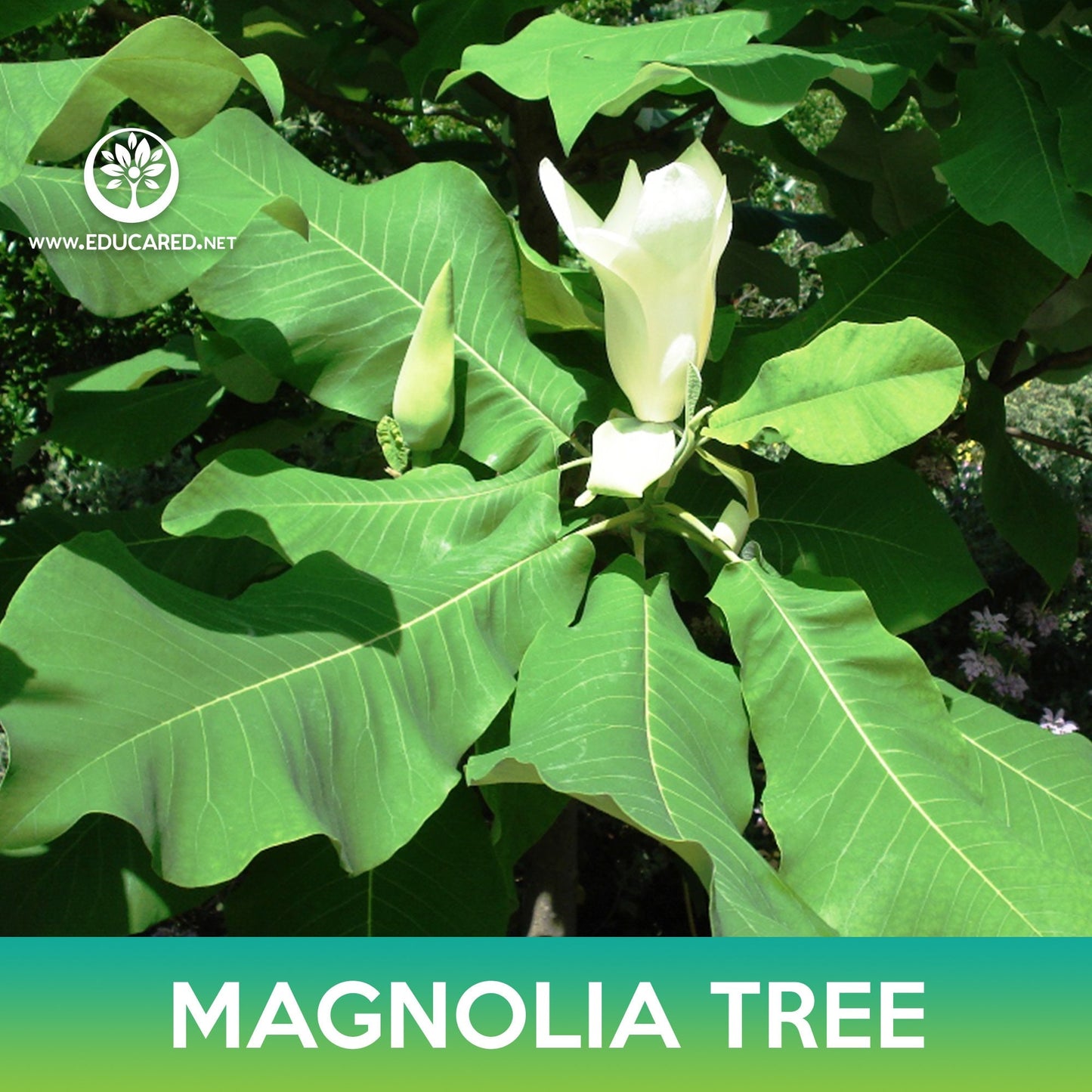 Magnolia Tree Seeds