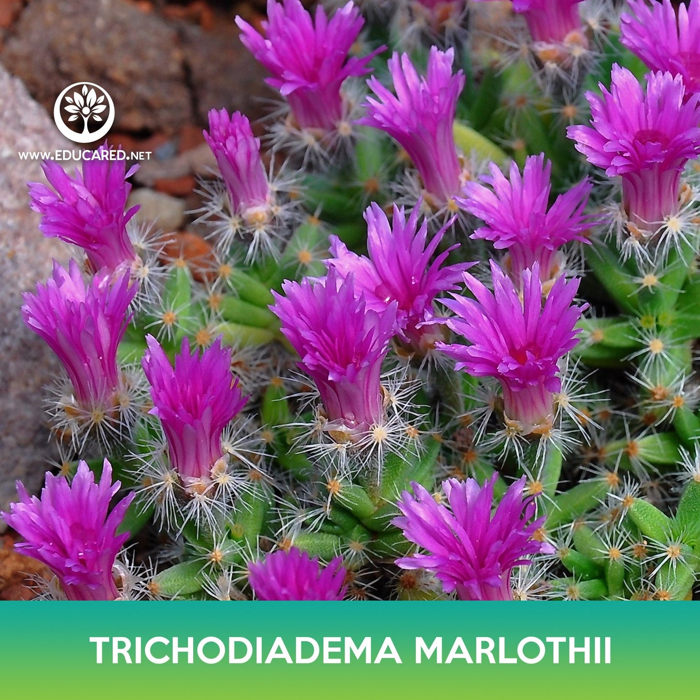 Trichodiadema marlothii Succulent Seeds