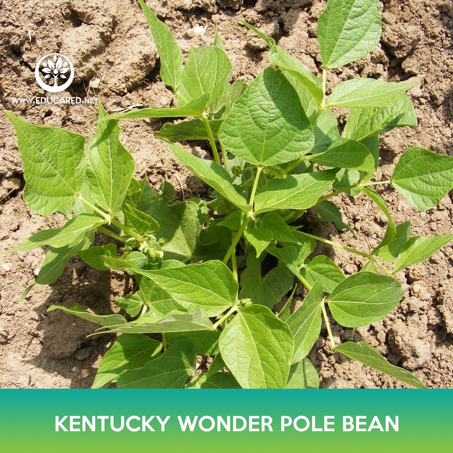 Kentucky Wonder Pole Bean Seeds