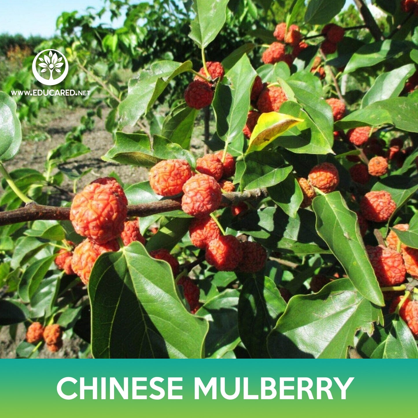 Chinese Mulberry Seeds, Cudrania tricuspidata