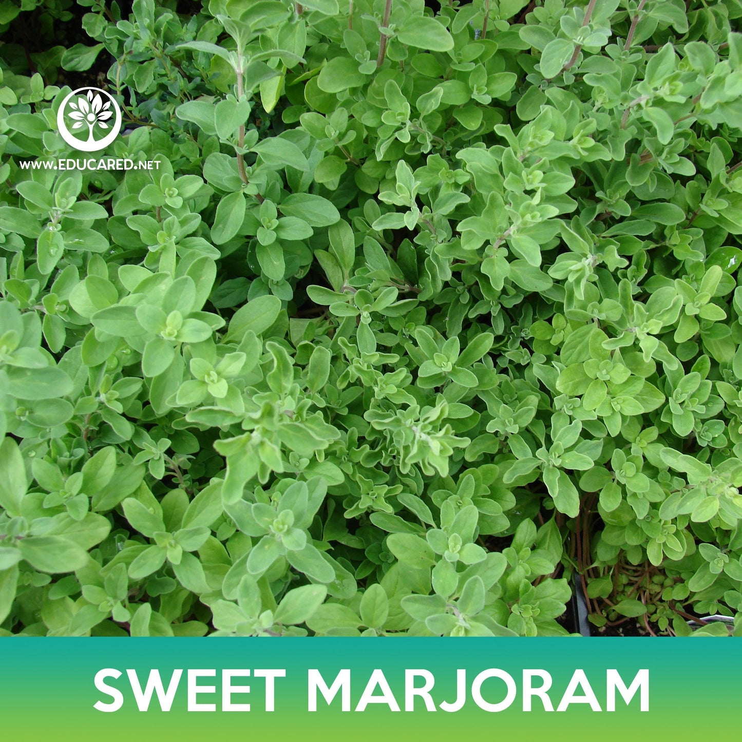 Sweet Marjoram Seeds