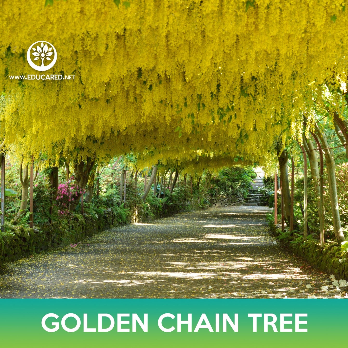 Golden Chain Tree Seeds, Golden Rain Tree, Laburnum anagyroides