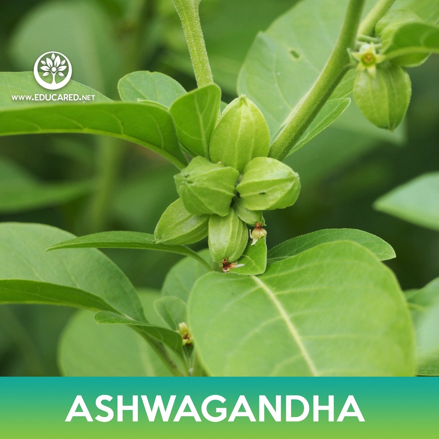 Ashwagandha Seeds, Withania somnifera