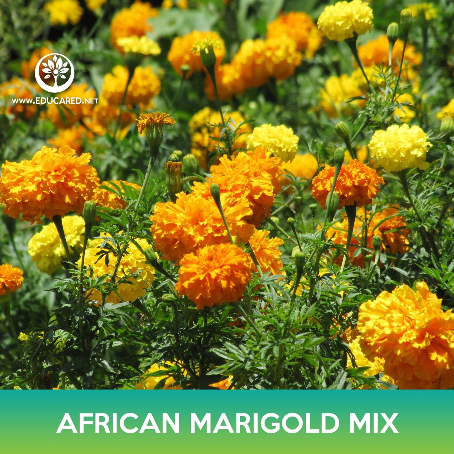 African Marigold Flower Mix Seeds, Tagetes erecta