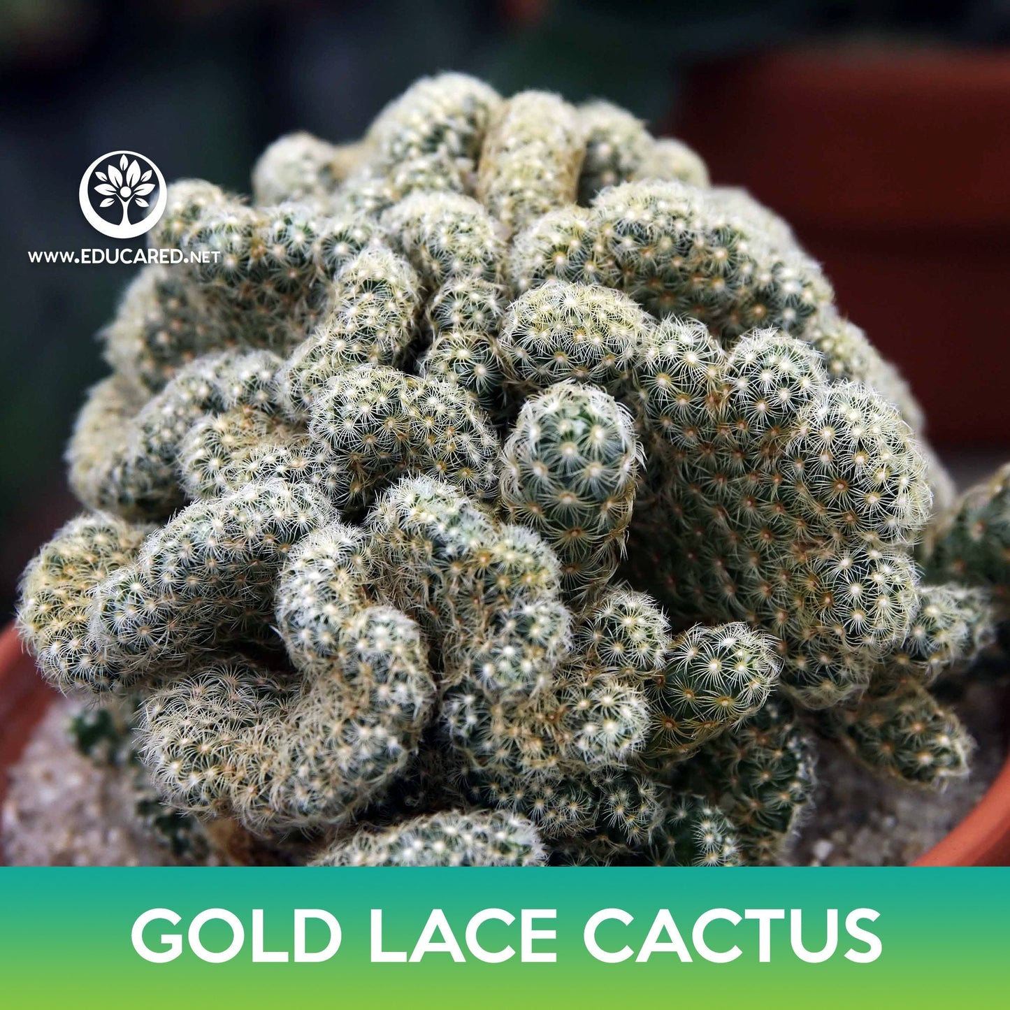 Gold Lace Cactus Seeds, Ladyfinger Cactus