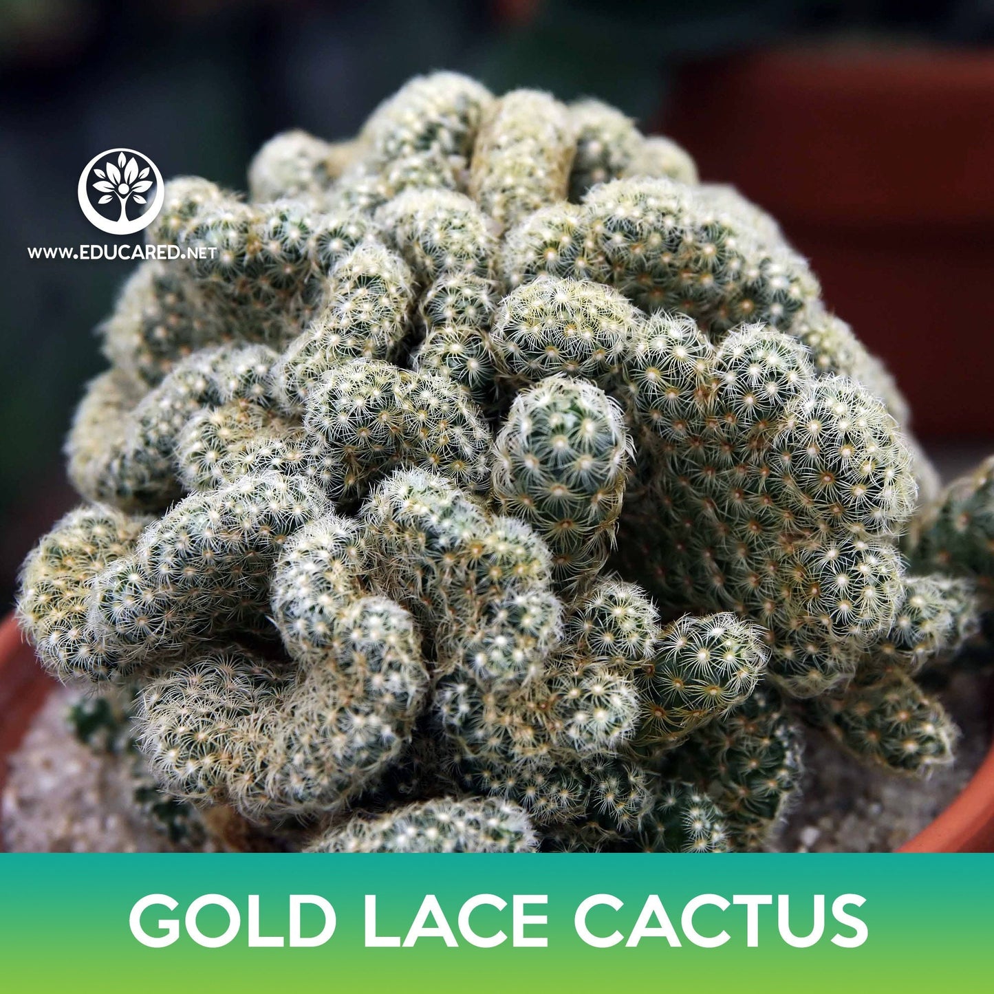 Gold Lace Cactus Seeds, Ladyfinger Cactus, Mammillaria elongata