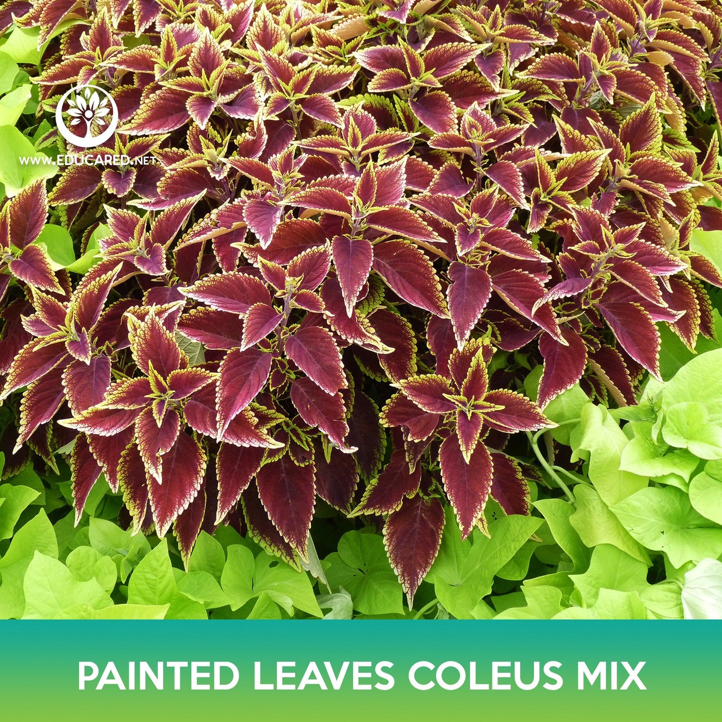 Painted Leaves Coleus Mix Seeds