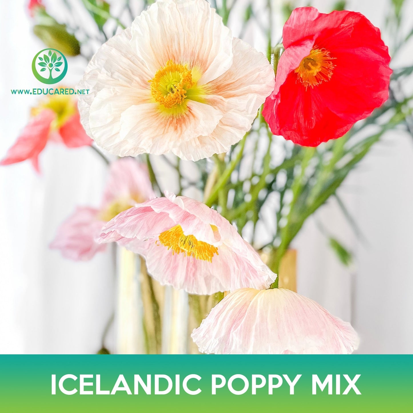 Icelandic Poppy Flower Mix Seeds, Papaver nudicaule