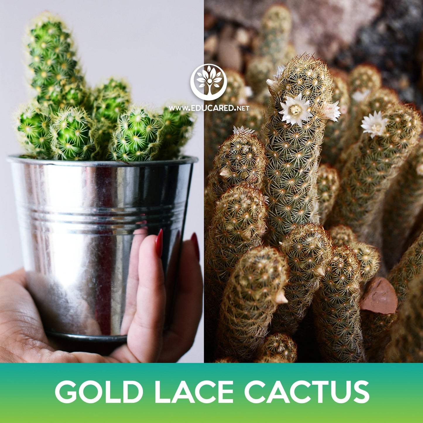 Gold Lace Cactus Seeds, Ladyfinger Cactus, Mammillaria elongata