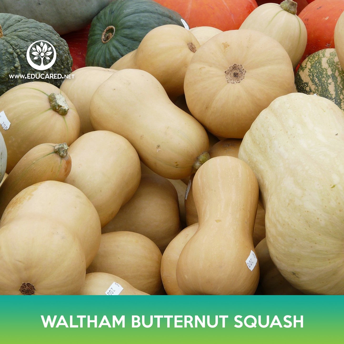 Waltham Butternut Squash Seeds, Cucurbita moschata