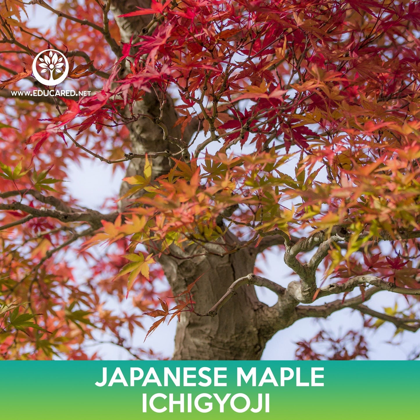 Ichigyoji Japanese Maple Seeds, Acer palmatum Ichigyoji