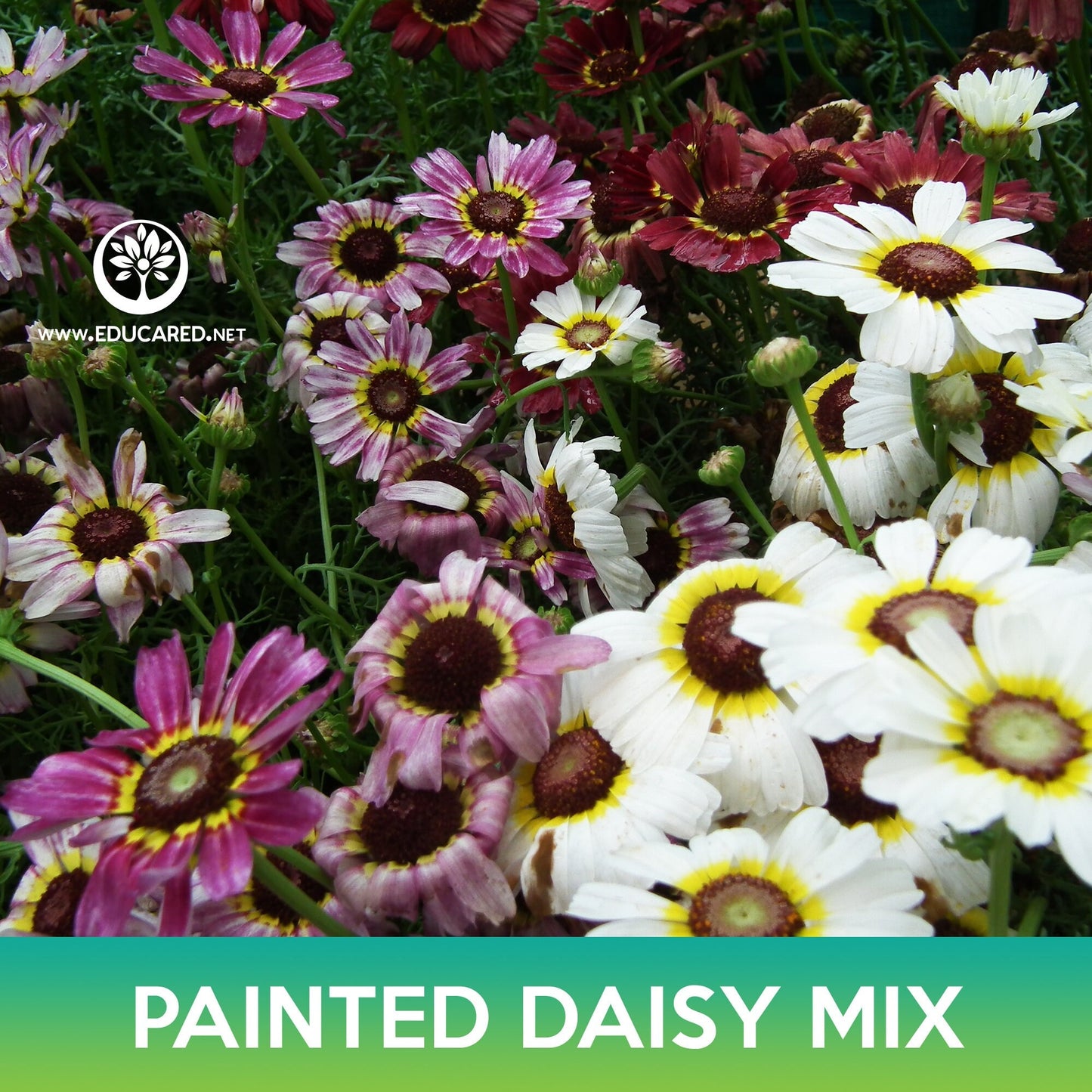 Painted Daisy Mix Seeds, Chrysanthemum carinatum