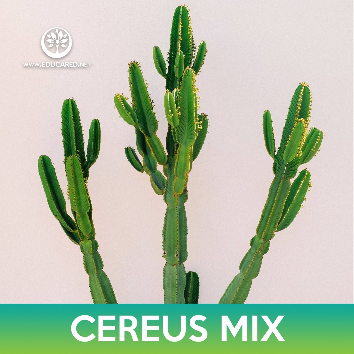 Cereus Cactus Mix Seeds