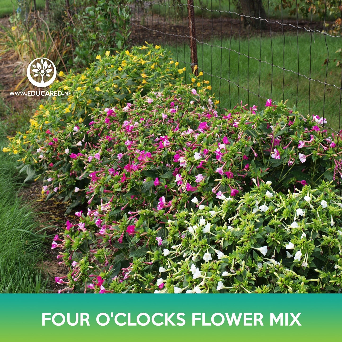 Four O'clocks Flower Mix Seeds