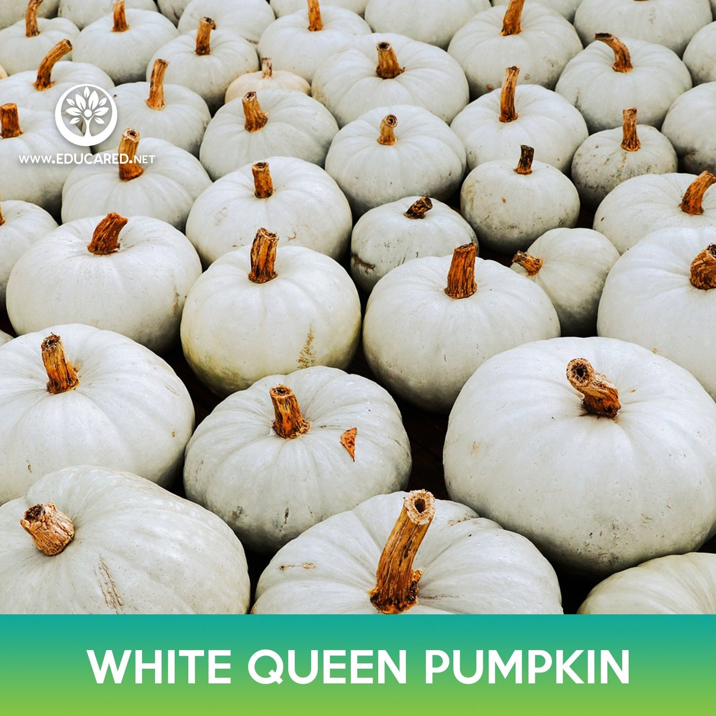 White Queen Pumpkin Seeds