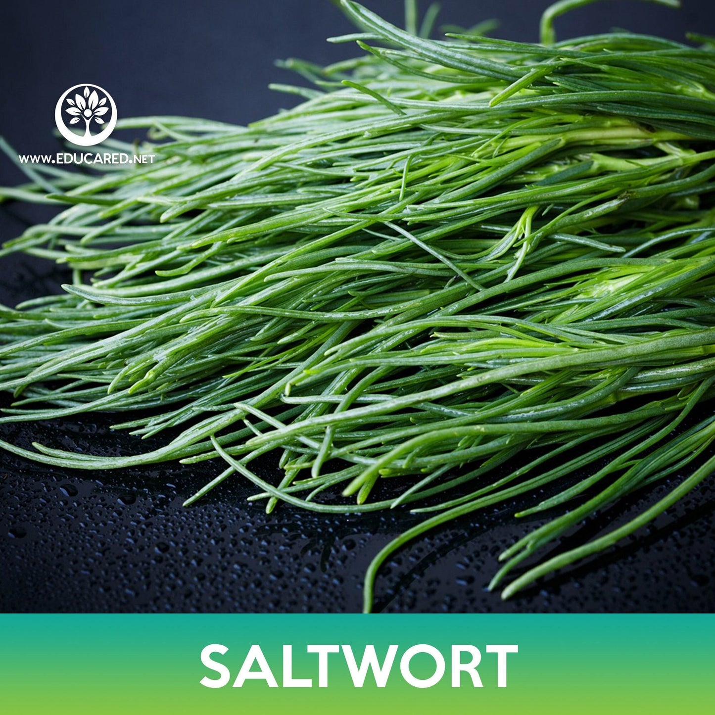Saltwort Seeds, Land Seaweed