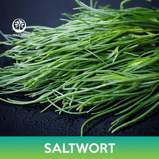 Saltwort Seeds, Land Seaweed