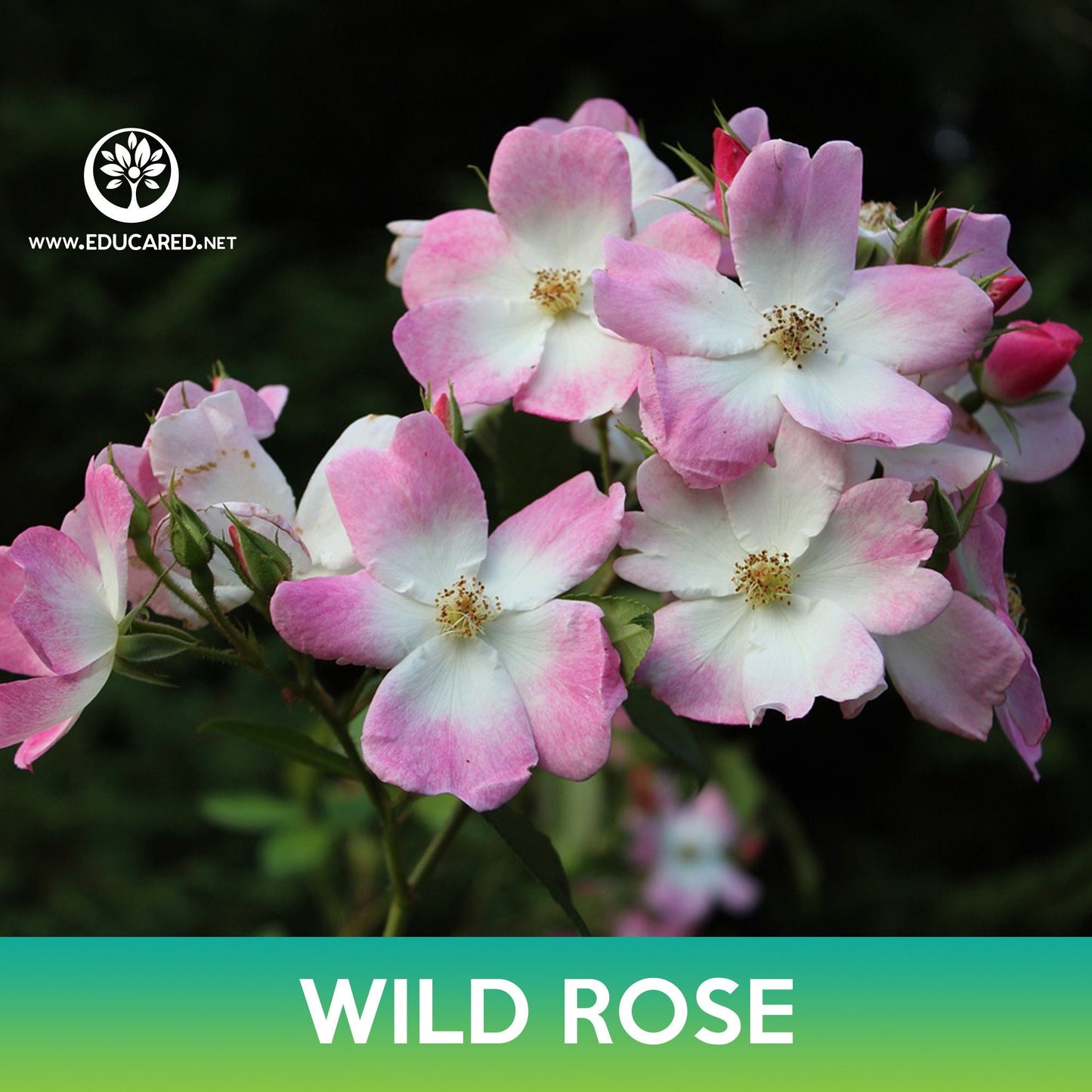 Wild Rose Seeds