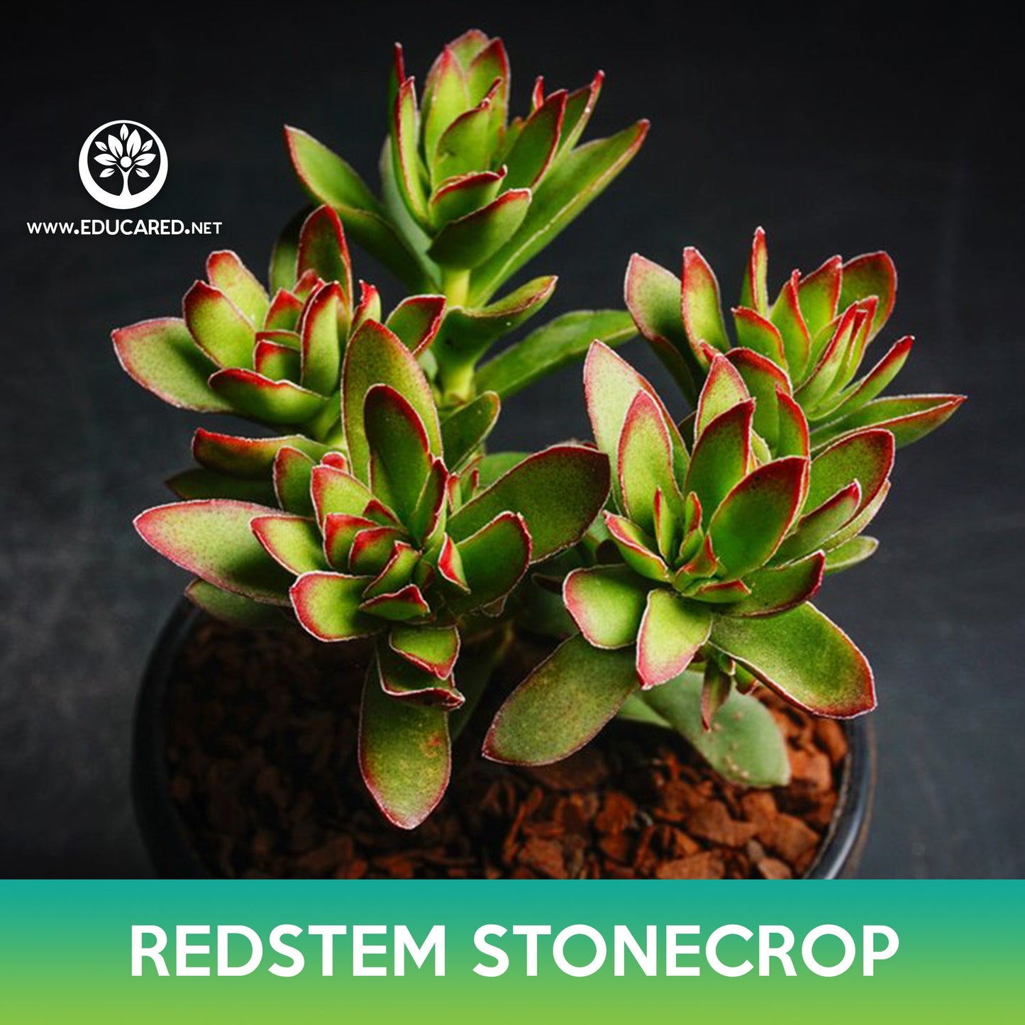 Red-Stem Crassula Succulent Mix Seeds, Crassula rubricaulis