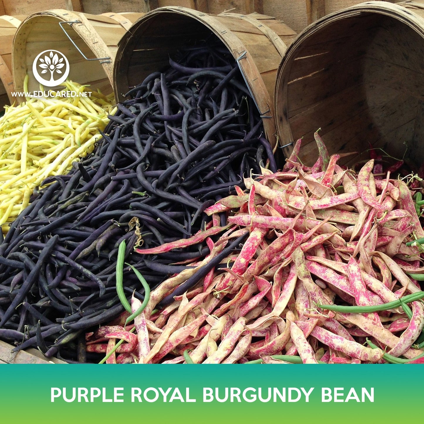 Purple Royal Burgundy Bean Seeds