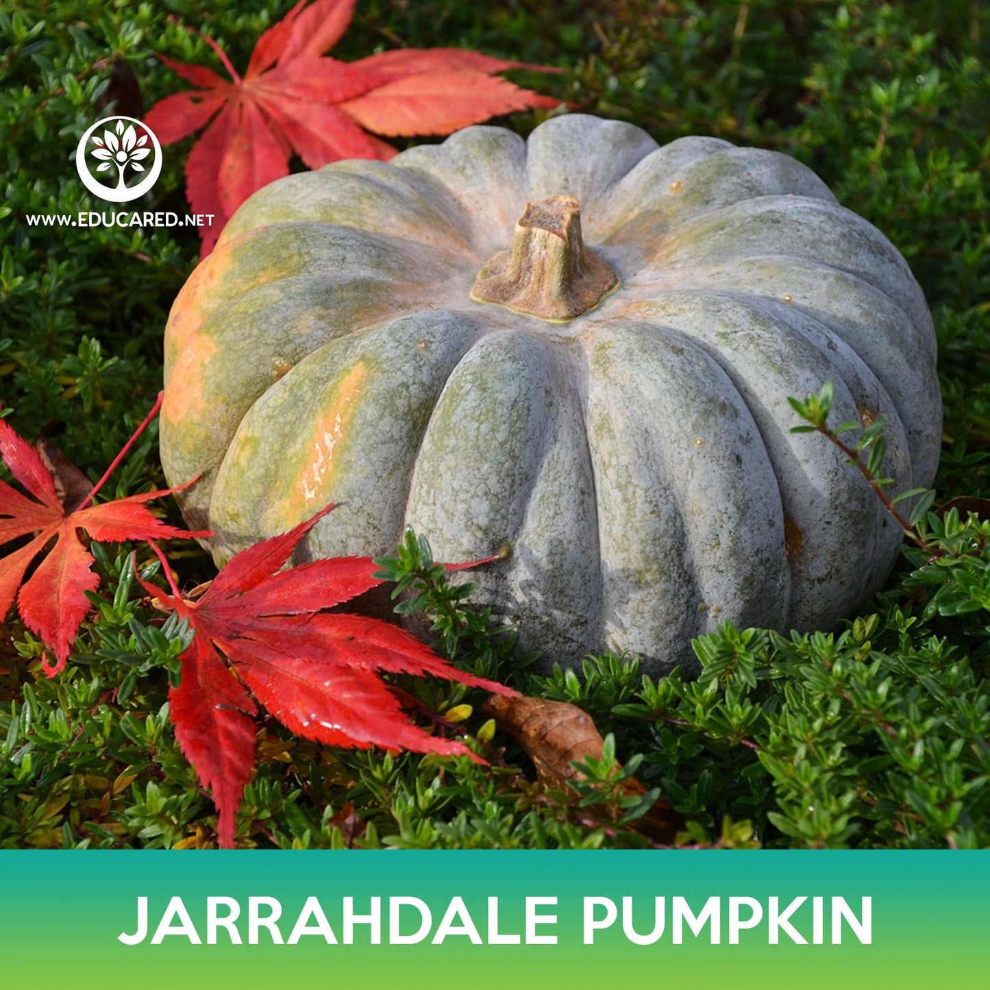 Jarrahdale Pumpkin Seeds