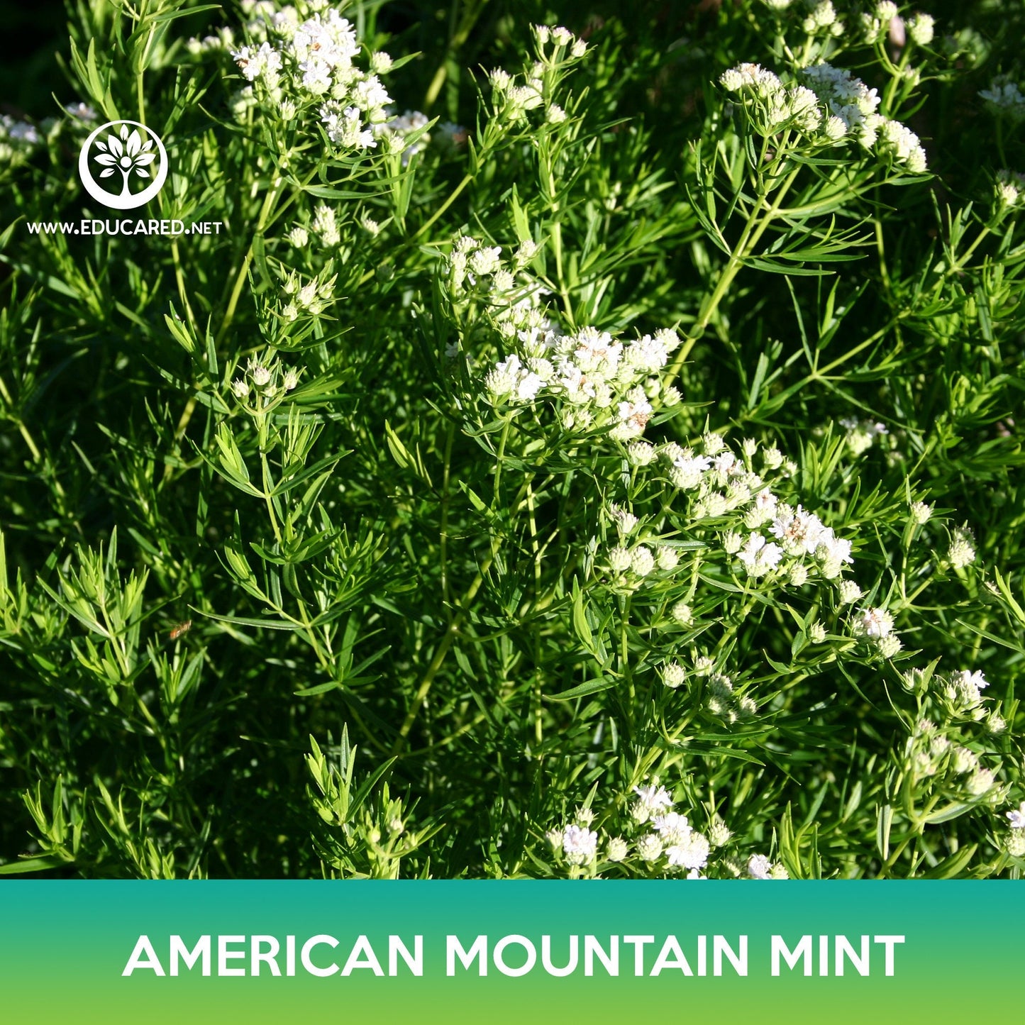 American Mountain Mint Seeds, Pycnanthemum pilosum