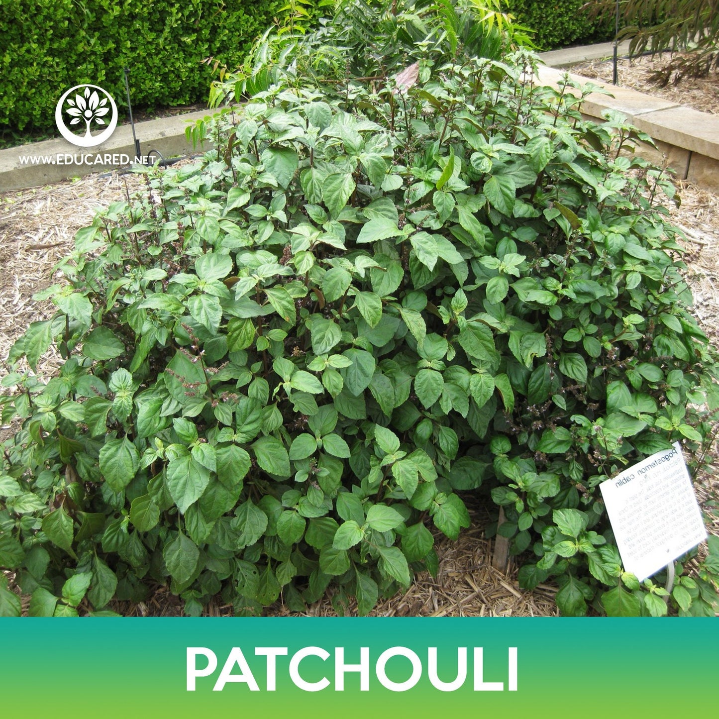 Patchouli Seeds