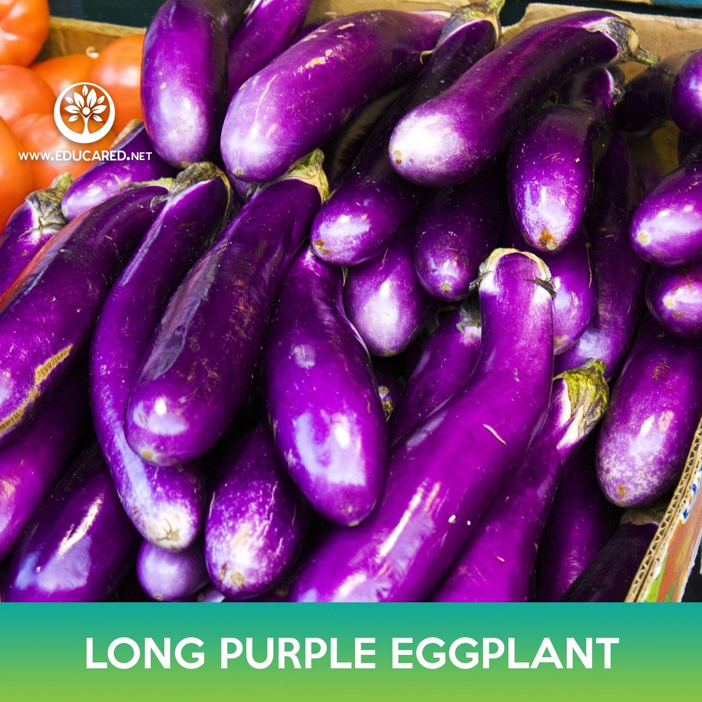 Long Purple Eggplant Seeds