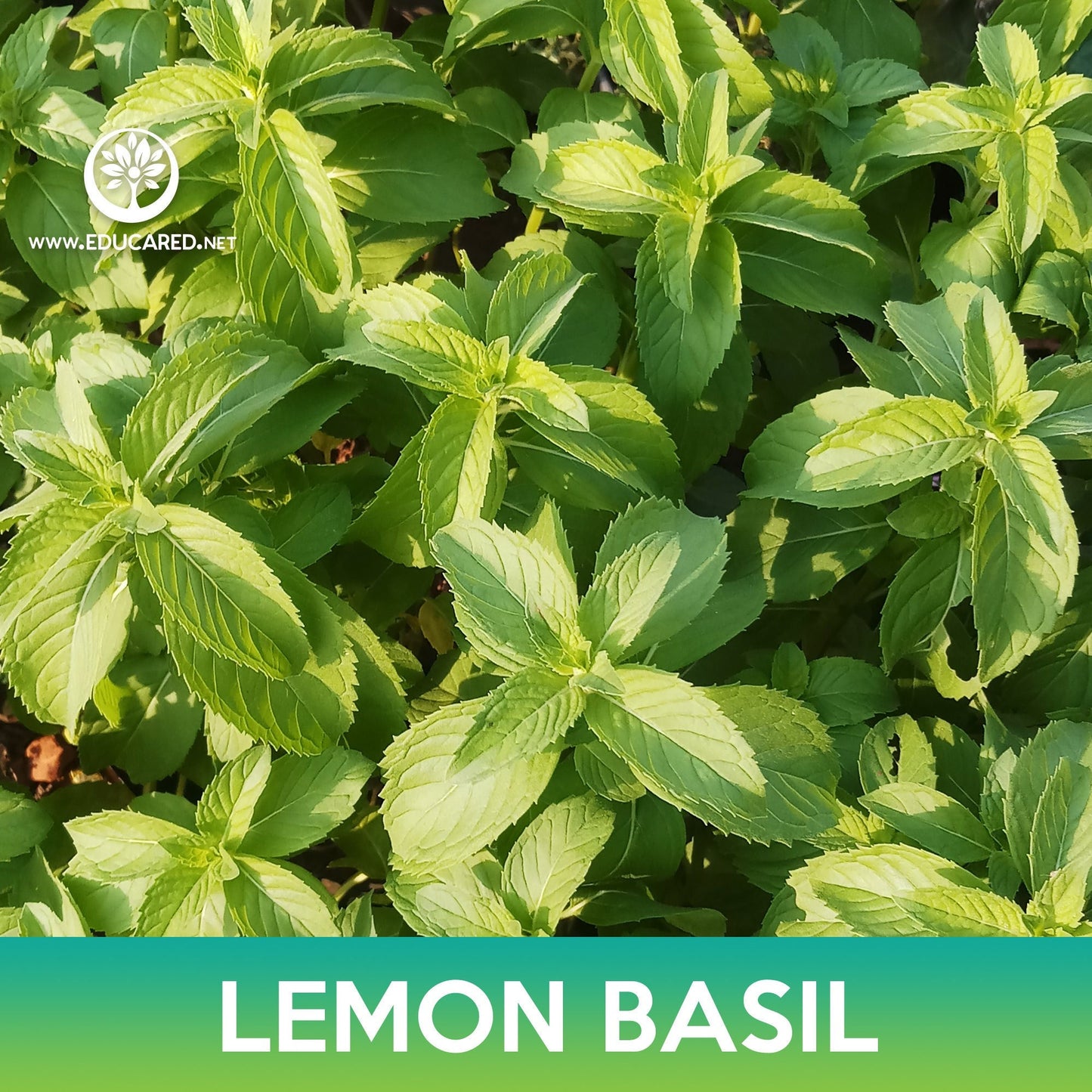 Lemon Basil Seeds