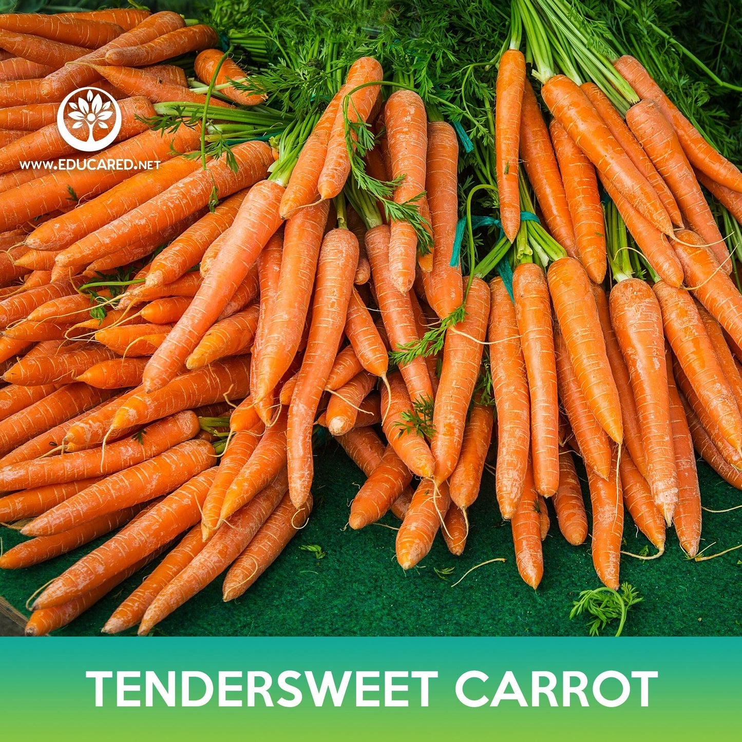 Tendersweet Carrot Seeds